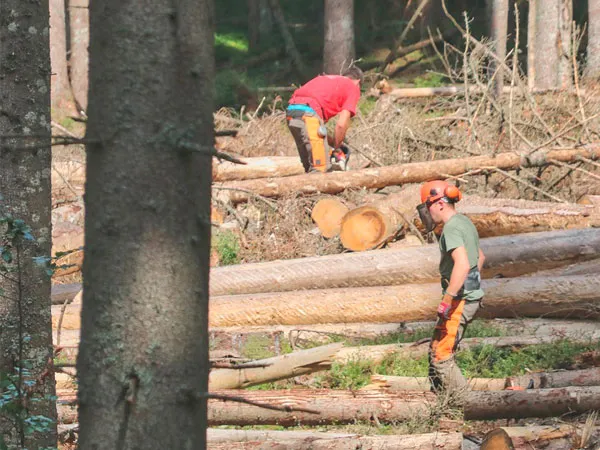 Обучение по охране труда при ведении работ по валке леса в опасных условиях